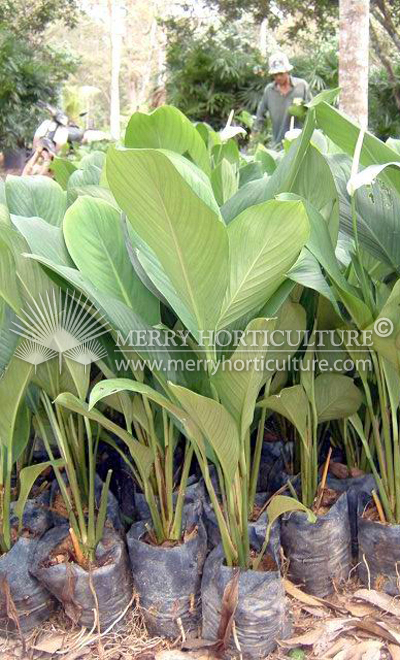 Spathiphyllum cannaefolium 1